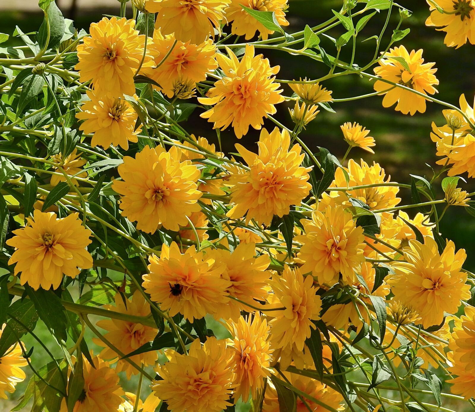 Nikon Coolpix P900 sample photo. Flowers, yellow, nature photography