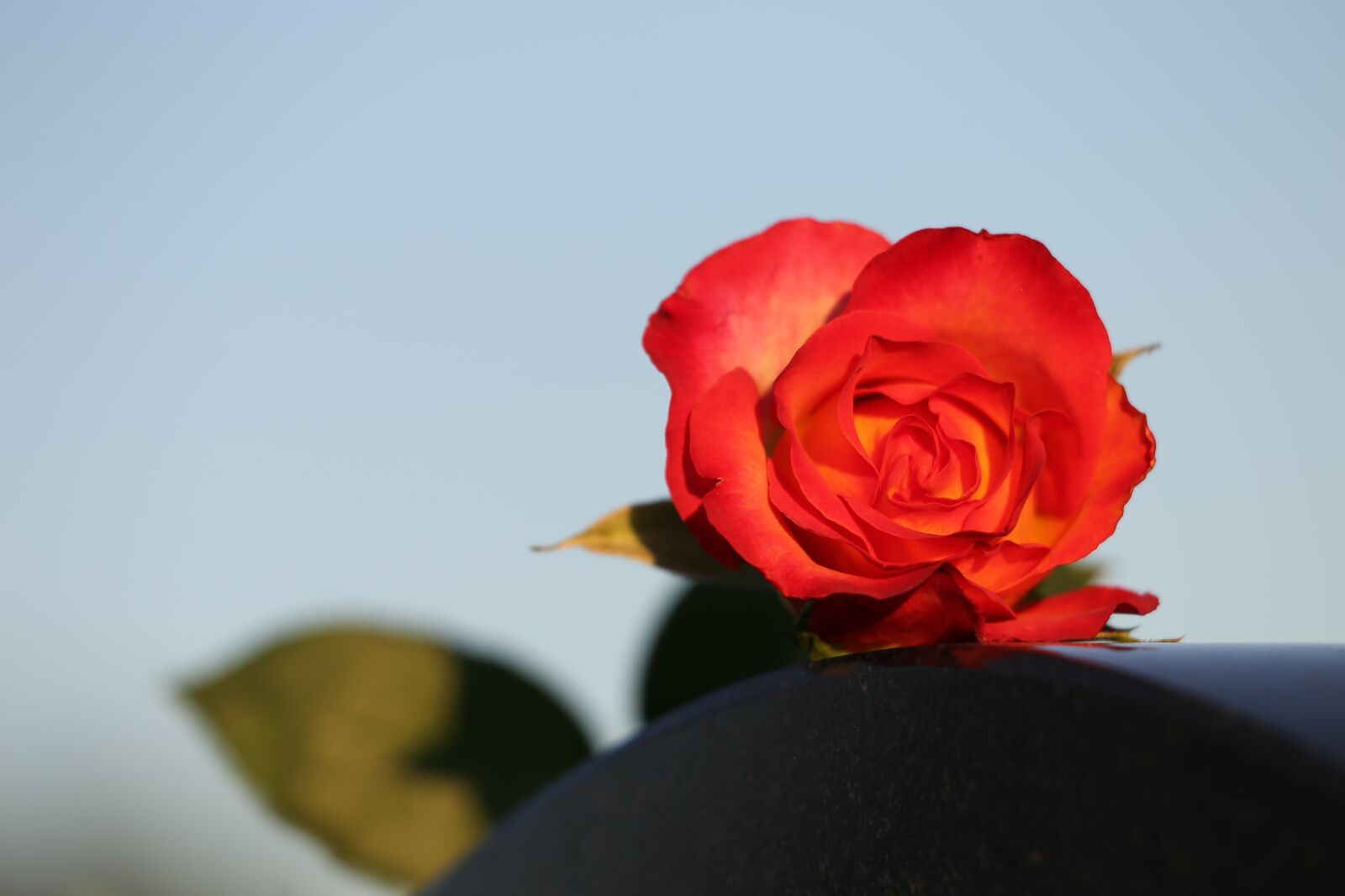 Canon EOS 6D sample photo. Red yellow rose, blue photography