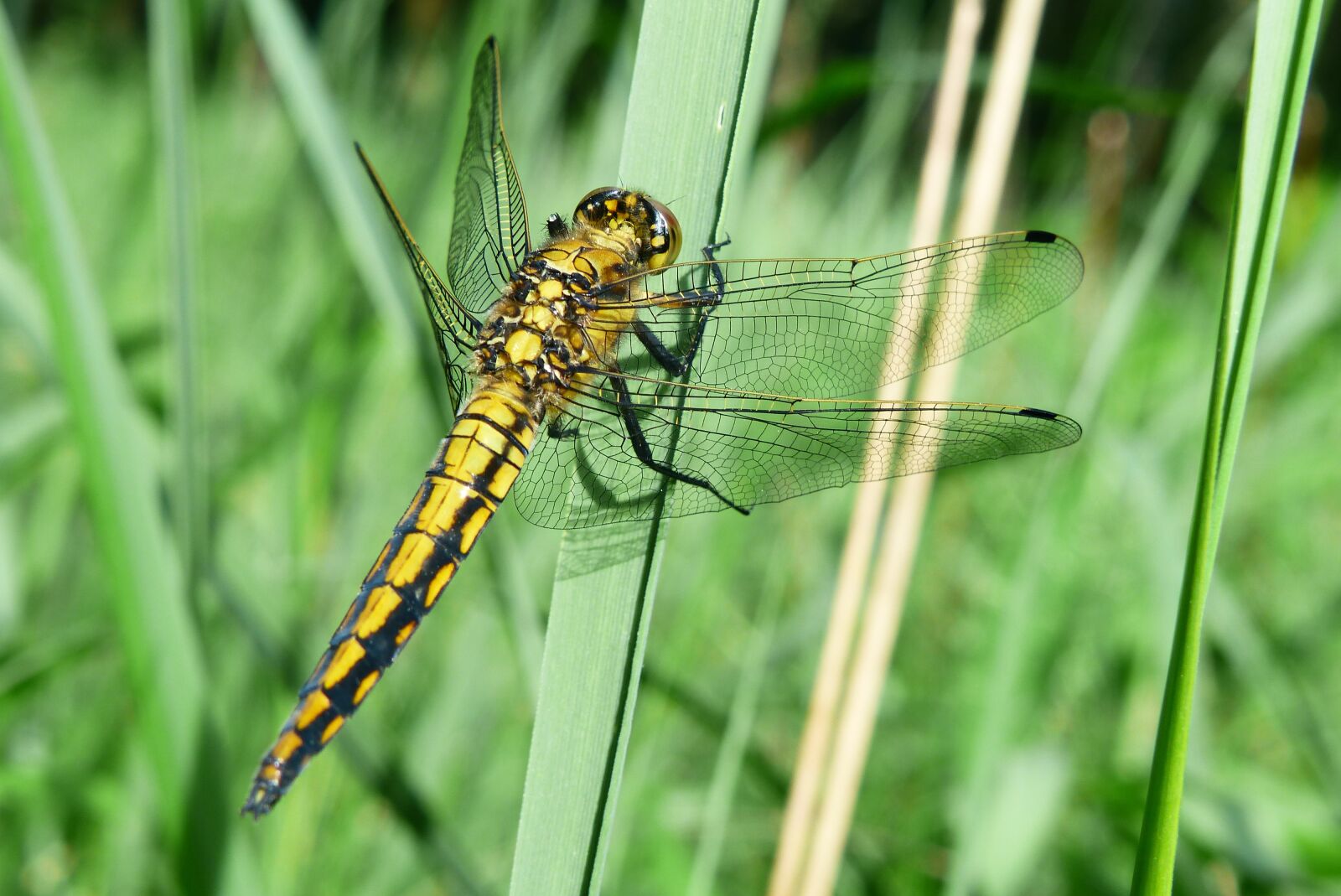 Panasonic Lumix DMC-FZ200 sample photo. Animals, invertebrates, insect photography