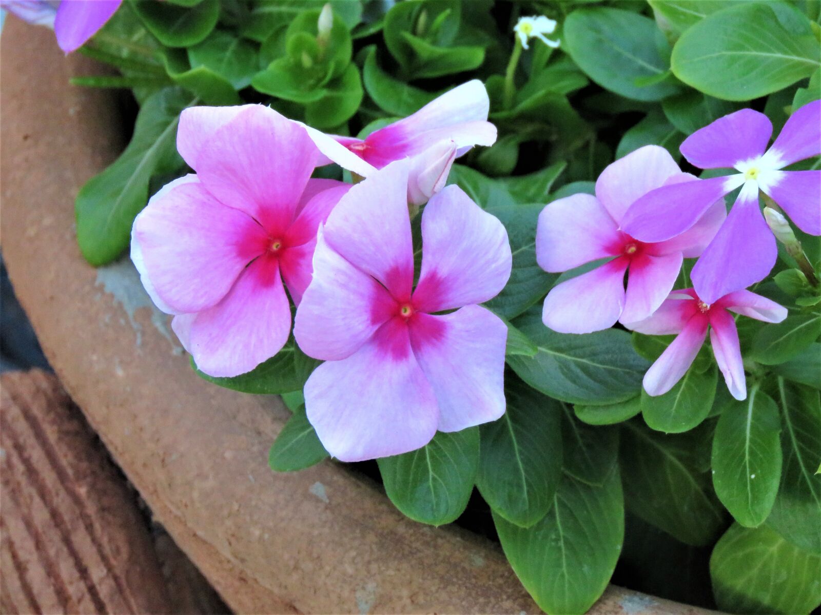 Canon PowerShot SX60 HS sample photo. Flowers, pink, green photography