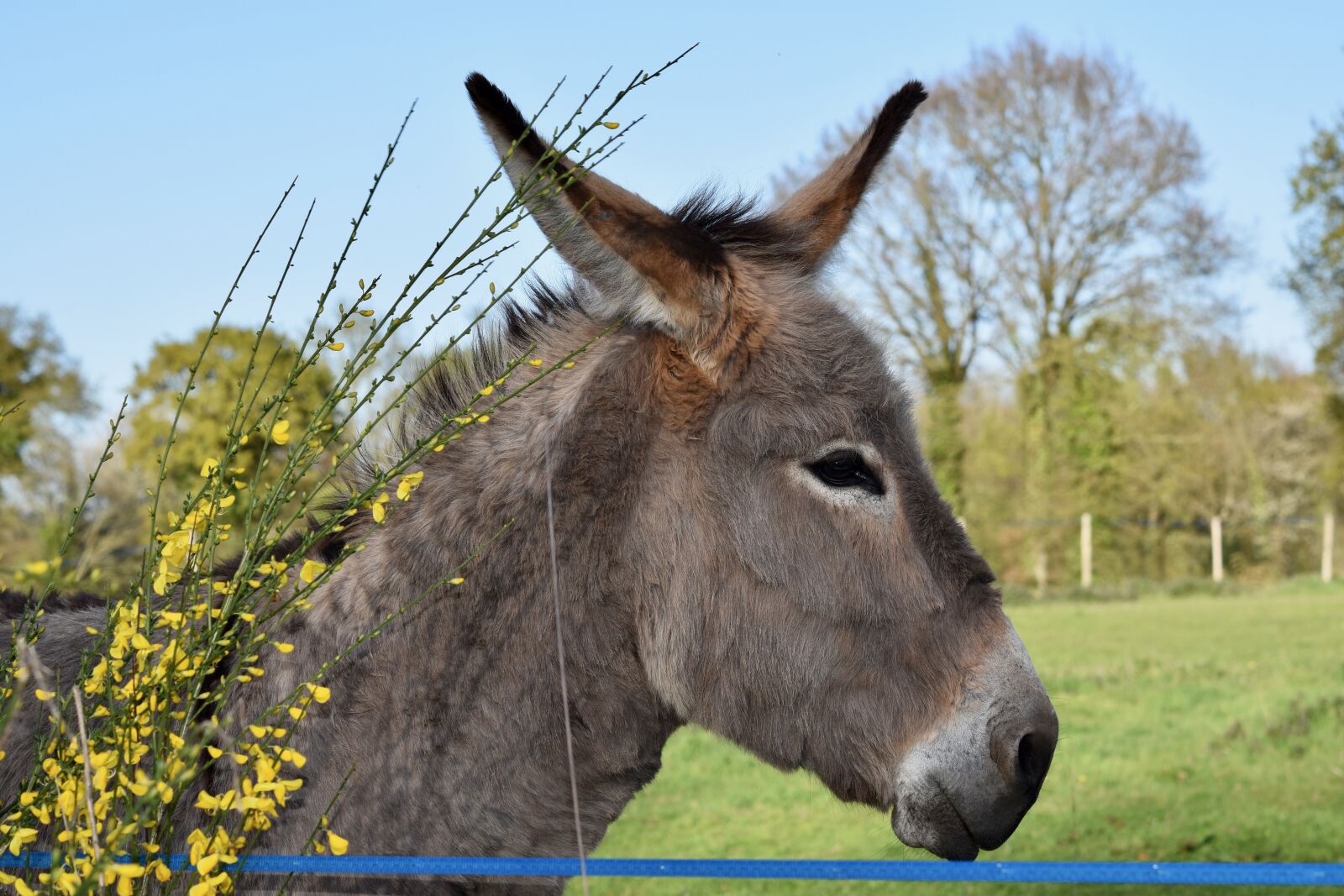 Nikon D5600 sample photo. Donkey, colt, equine photography