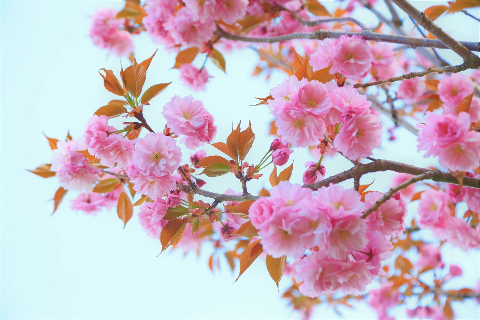 Canon EF 24-105mm F4L IS USM sample photo. Flowers, tree, cherry photography