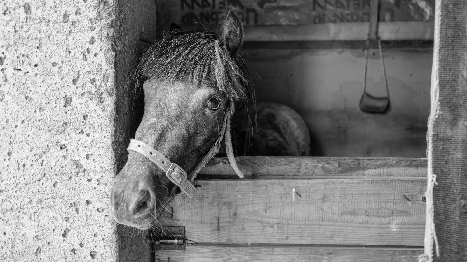 Sony a6500 + Sigma 19mm F2.8 EX DN sample photo. Horse, animals, mane photography