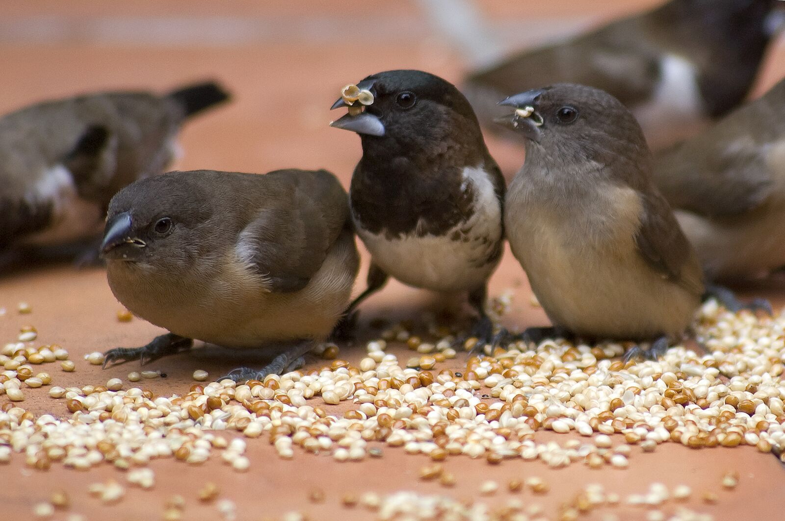Nikon D40 sample photo. Bird, feeding, animal photography