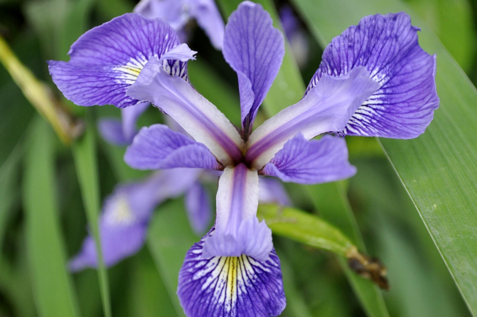 Nikon D5000 sample photo. Iris, flower, garden photography