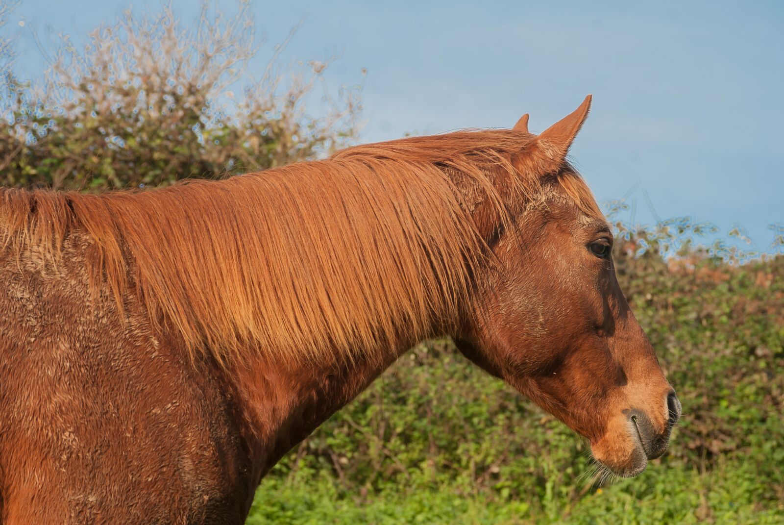Nikon D80 sample photo. Horse, brown, horse brown photography