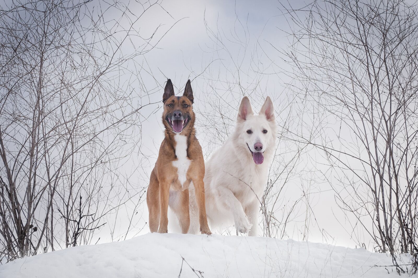 Nikon D300S sample photo. Winter, snow, cold photography