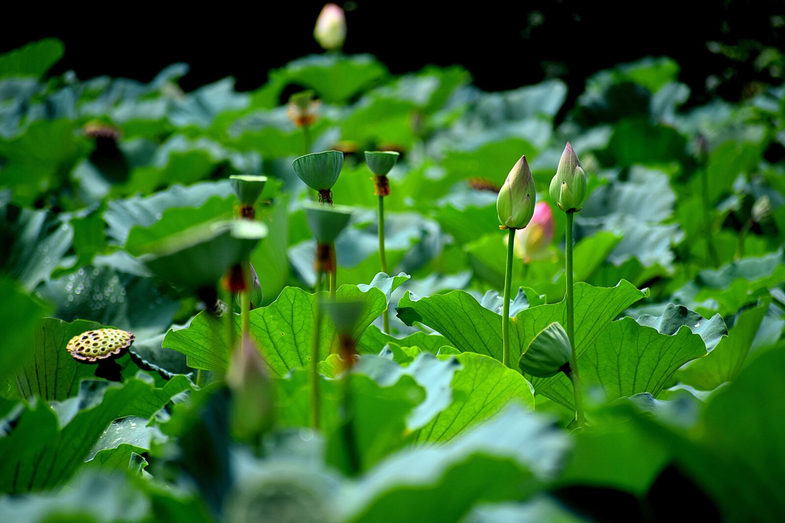 Nikon D3300 sample photo. Lotus, pond, buds photography