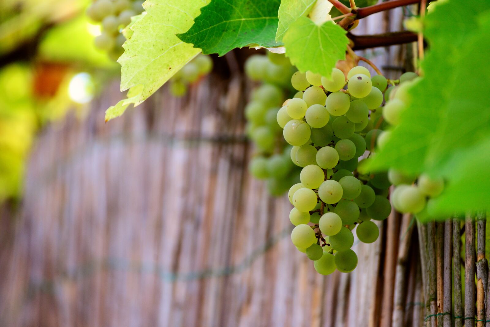 Nikon D610 sample photo. Grapes, bright grape, grapevine photography