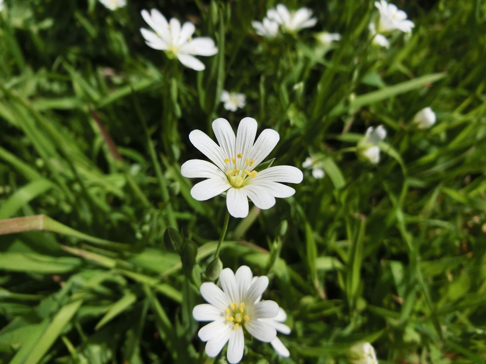 CASIO EX-ZR750 sample photo. Forest flower, flower, spring photography
