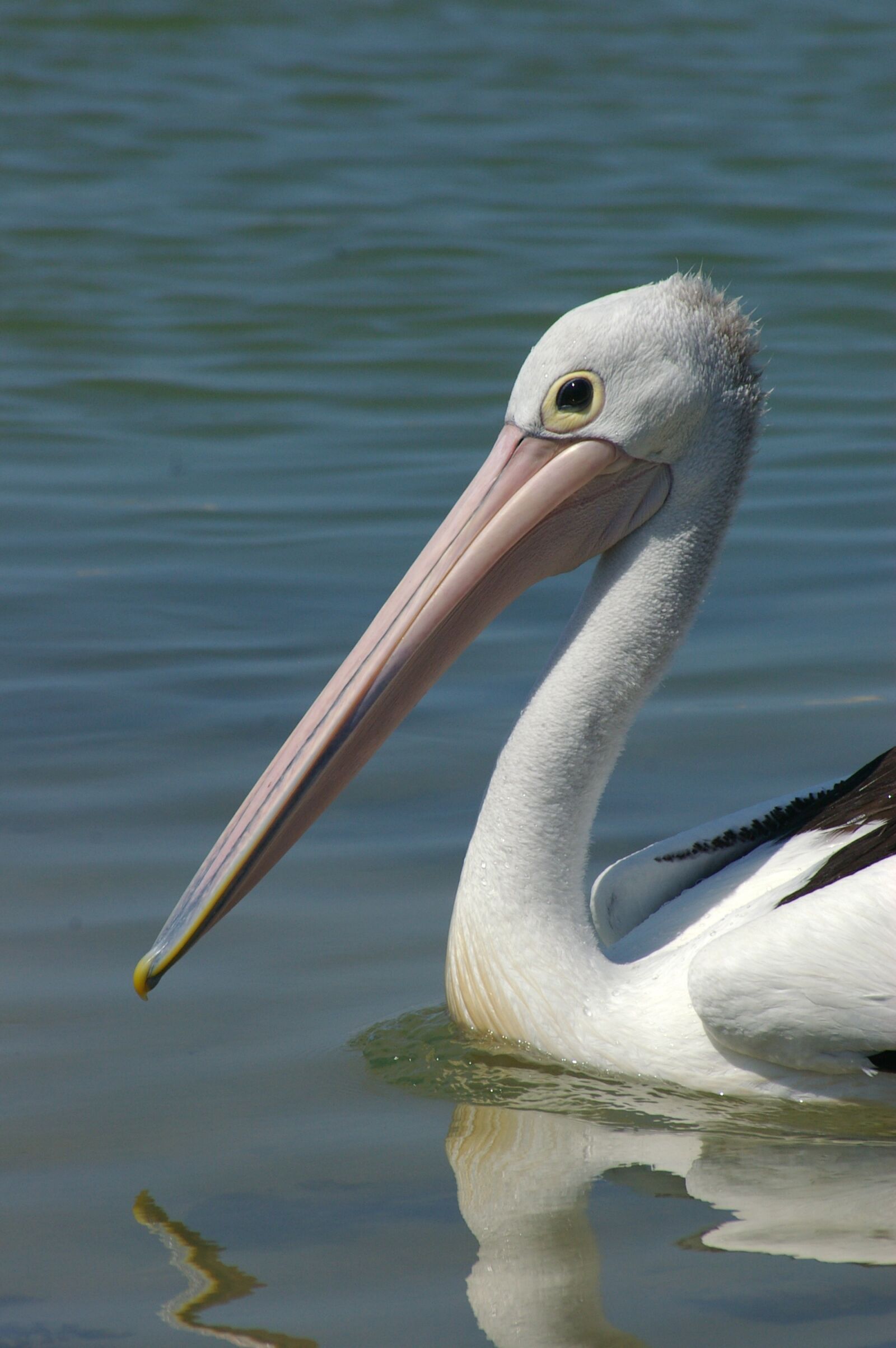 Pentax *ist DS sample photo. Pelican, bird, wildlife photography