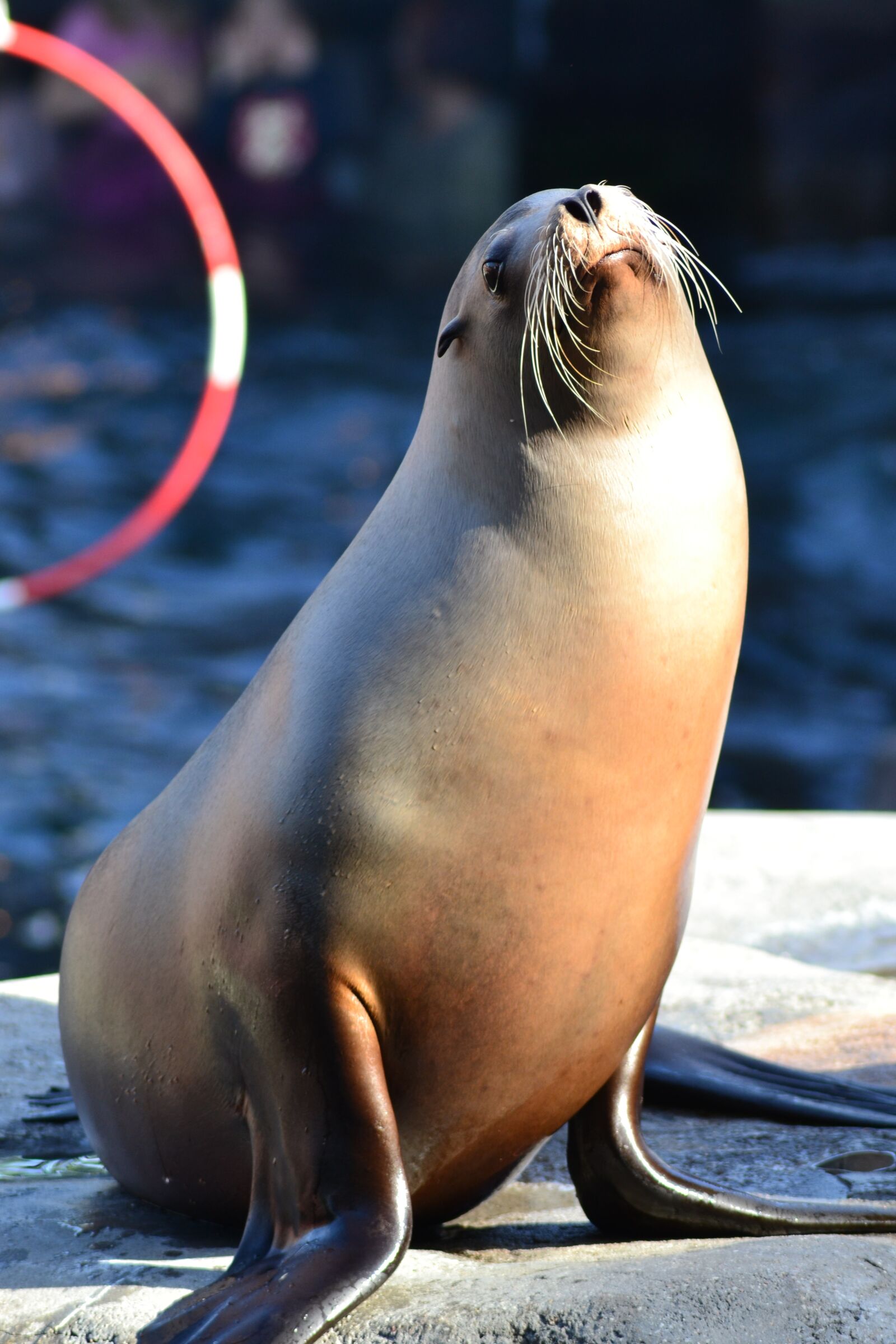Nikon D3100 sample photo. Sea lion, california, robbe photography