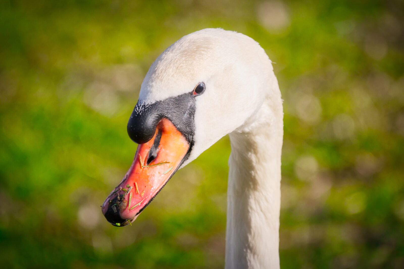 Panasonic Lumix DC-G9 sample photo. Swan, head, portrait photography