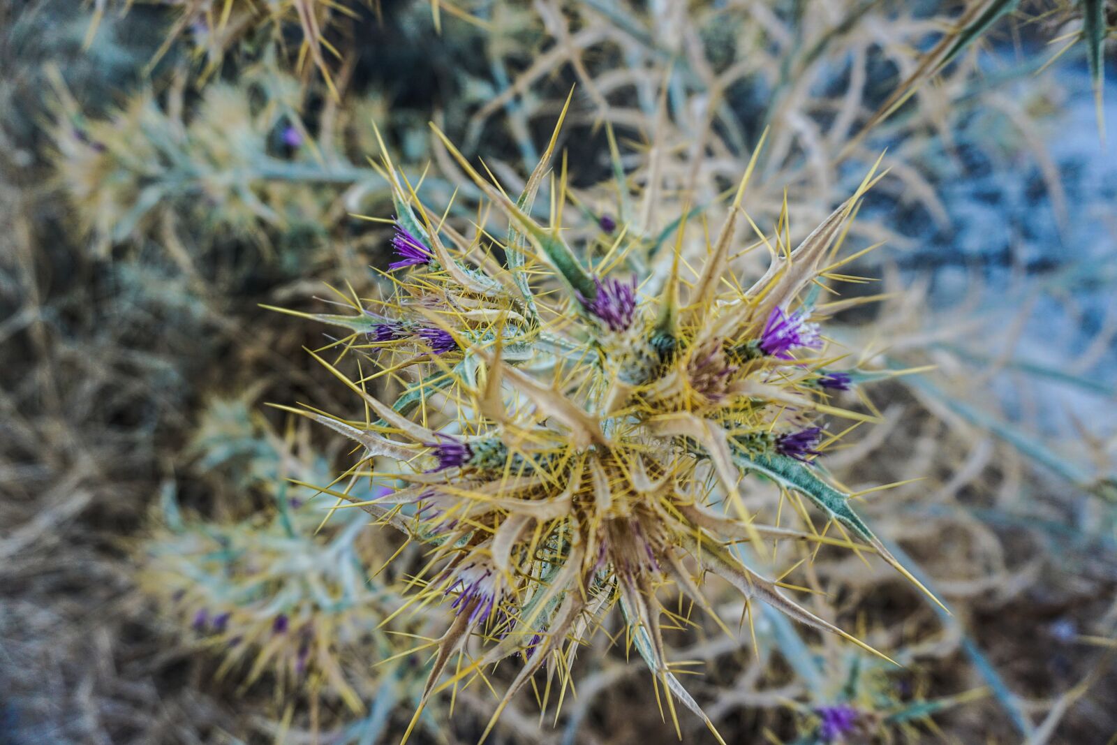 Sony a6000 sample photo. Thistle, flowers, plant photography