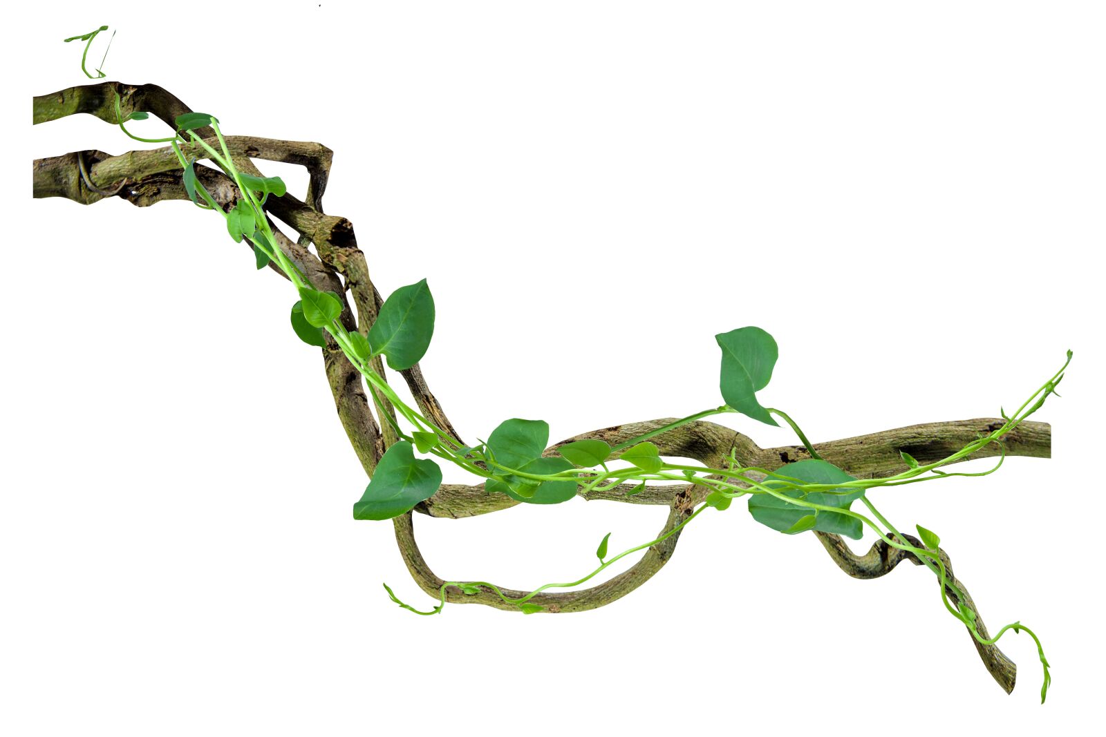 Nikon D7200 sample photo. Arch, backdrop, background photography