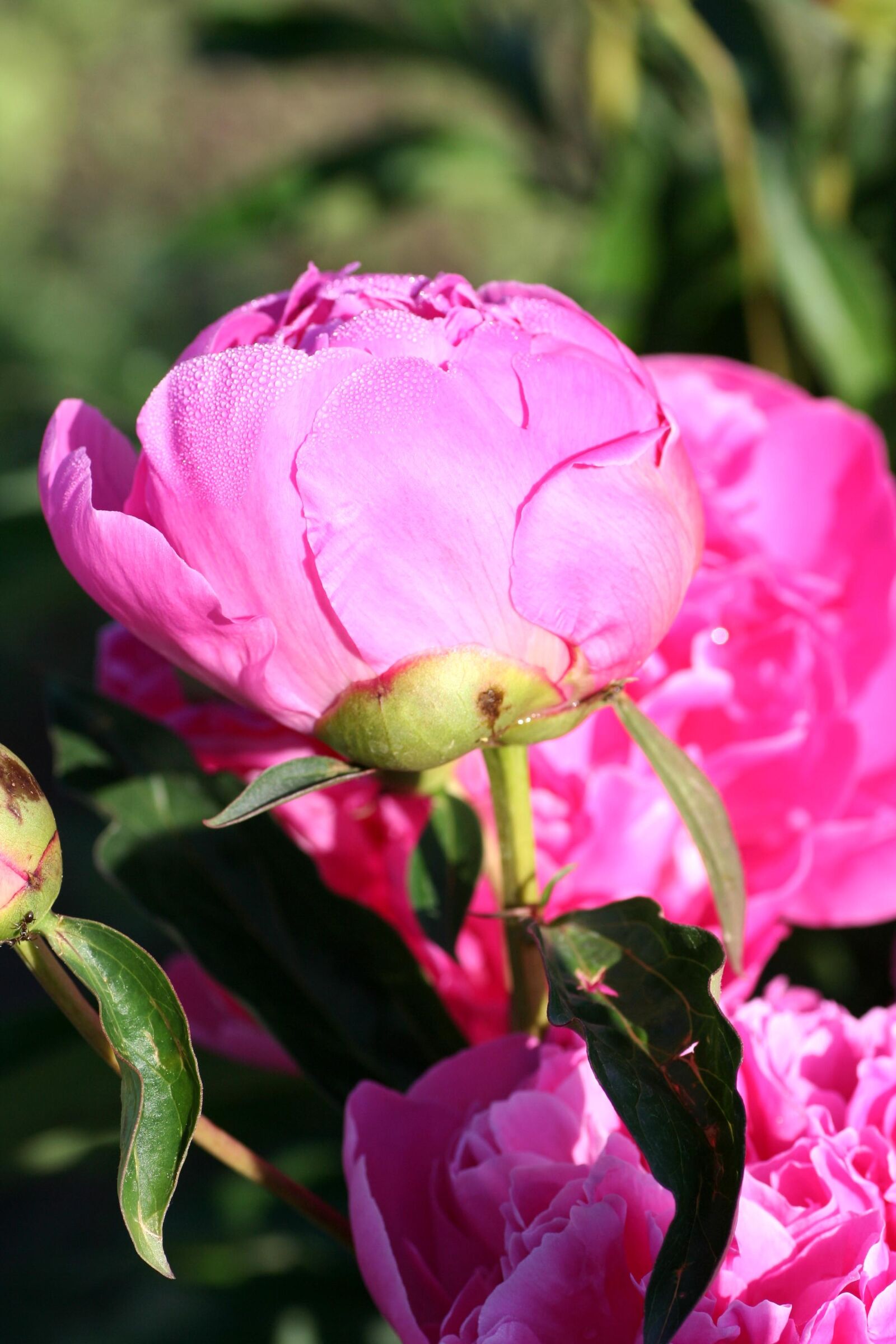 Canon EOS 350D (EOS Digital Rebel XT / EOS Kiss Digital N) sample photo. Peony, flower, button photography