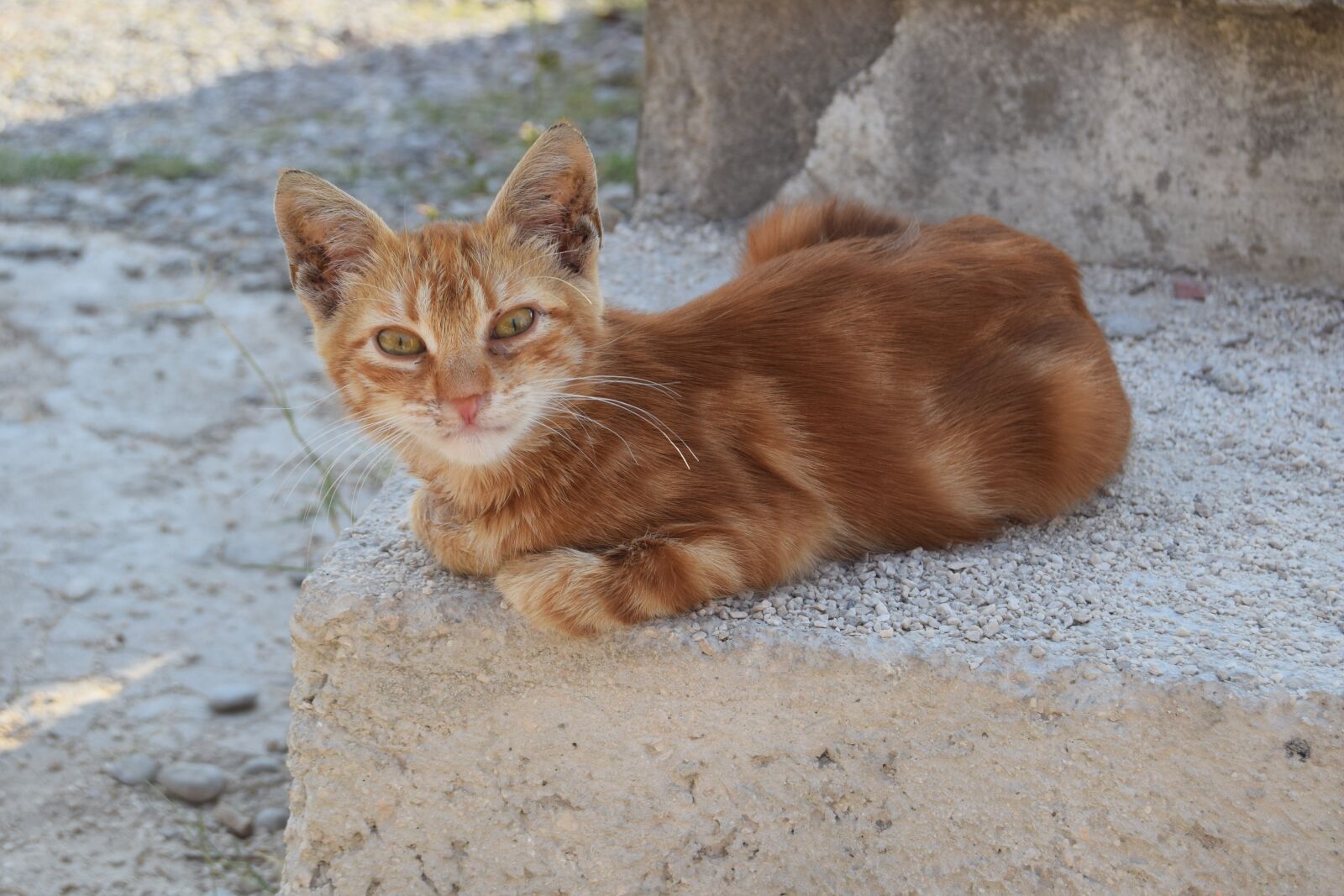 Nikon D3300 sample photo. Cat, mackerel, red photography