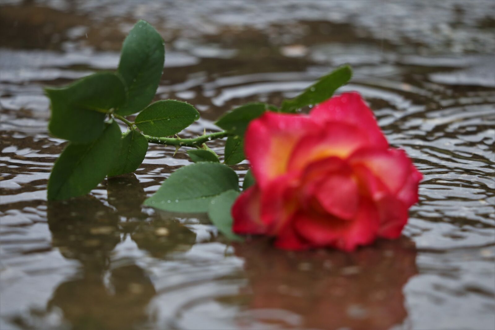 Canon EF 70-300 F4-5.6 IS II USM sample photo. Red yellow rose in photography