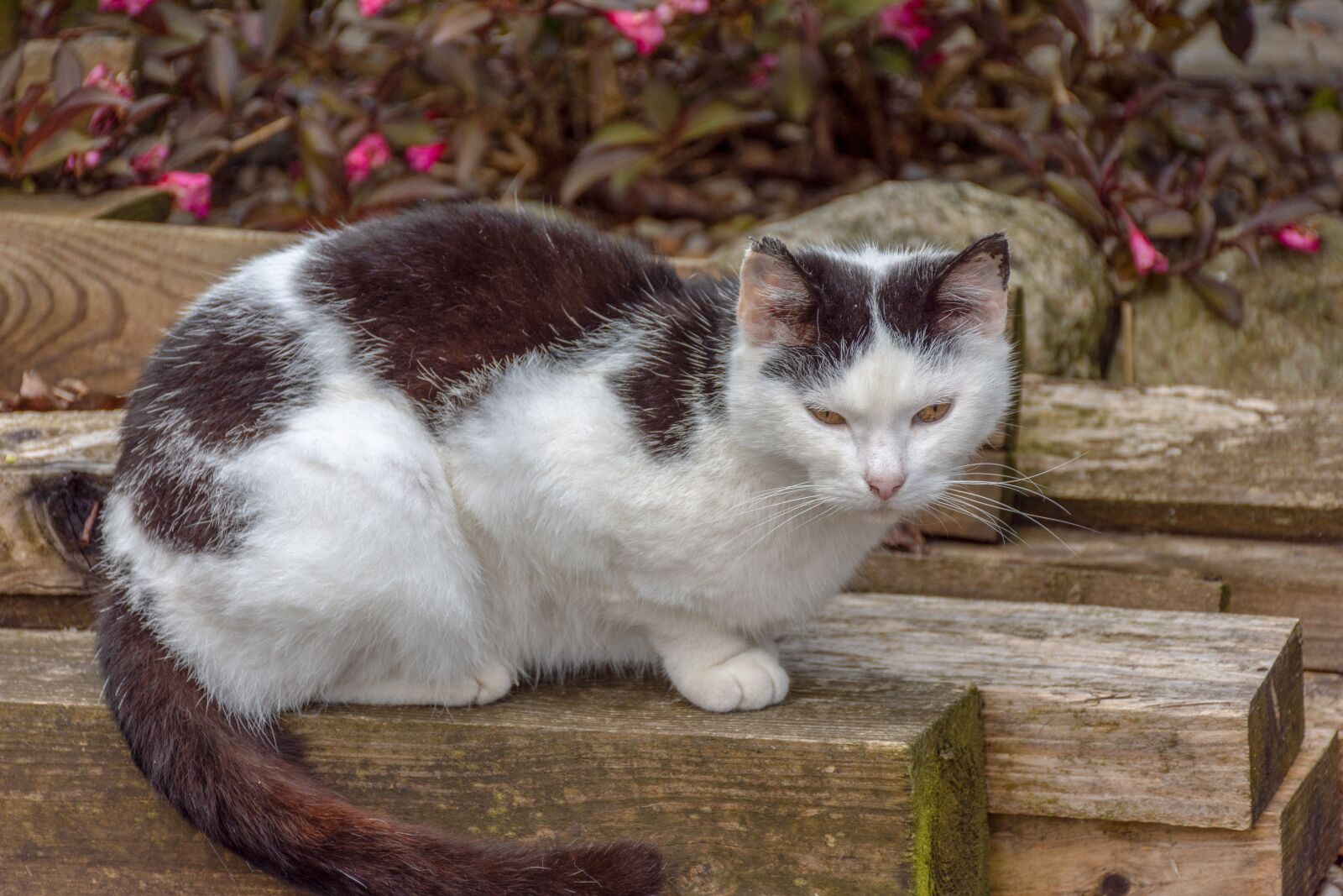 Nikon D7200 sample photo. Cat, young animal, curious photography