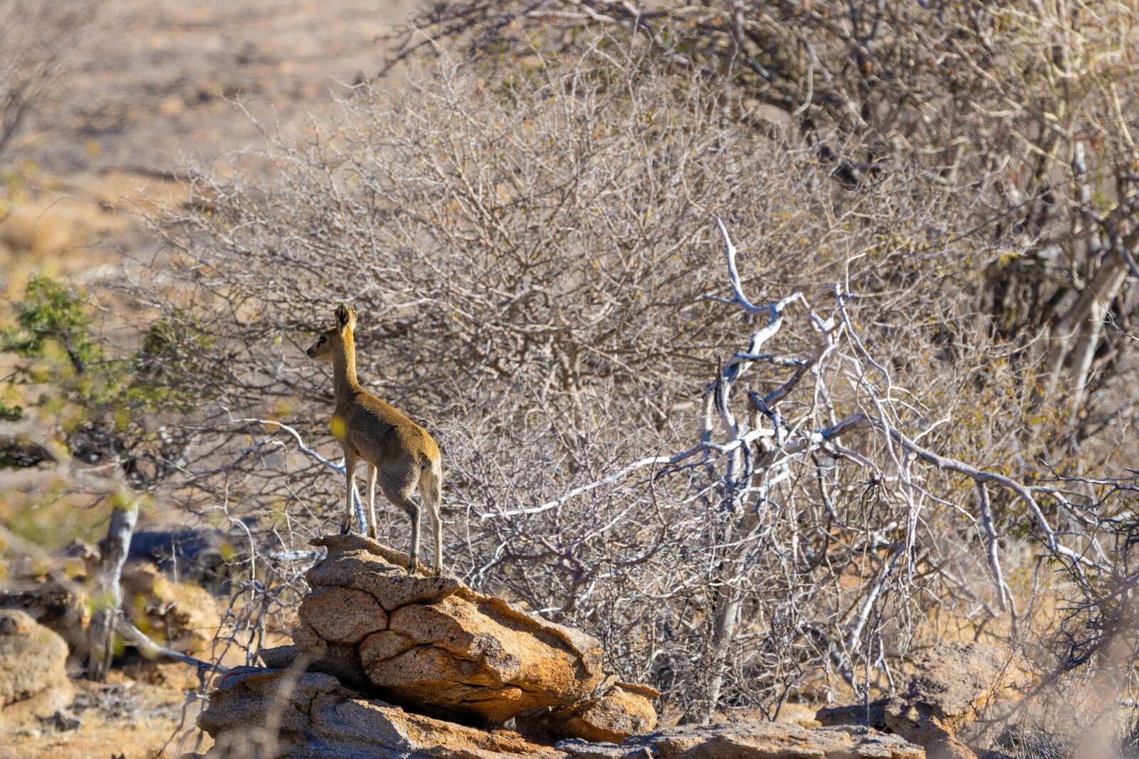 150-600mm F5-6.3 DG OS HSM | Contemporary 015 sample photo. Steenbok, africa, namibia photography