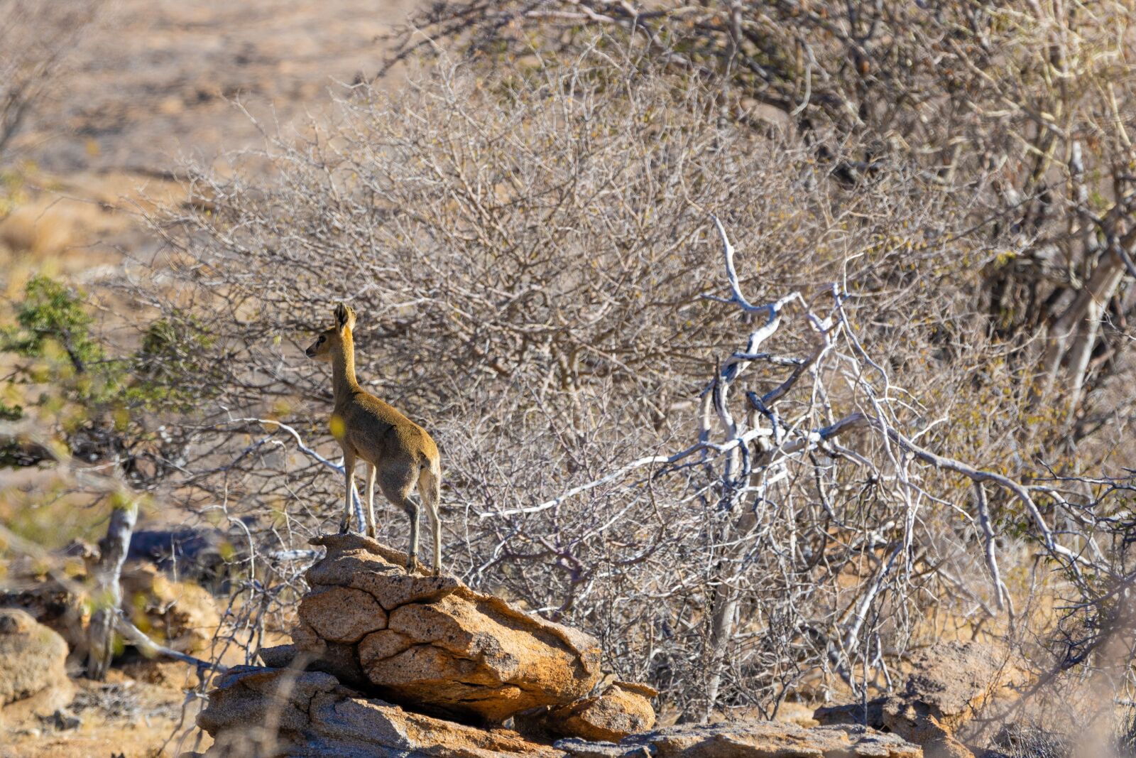 Canon EOS 5D Mark IV + 150-600mm F5-6.3 DG OS HSM | Contemporary 015 sample photo. Steenbok, africa, namibia photography