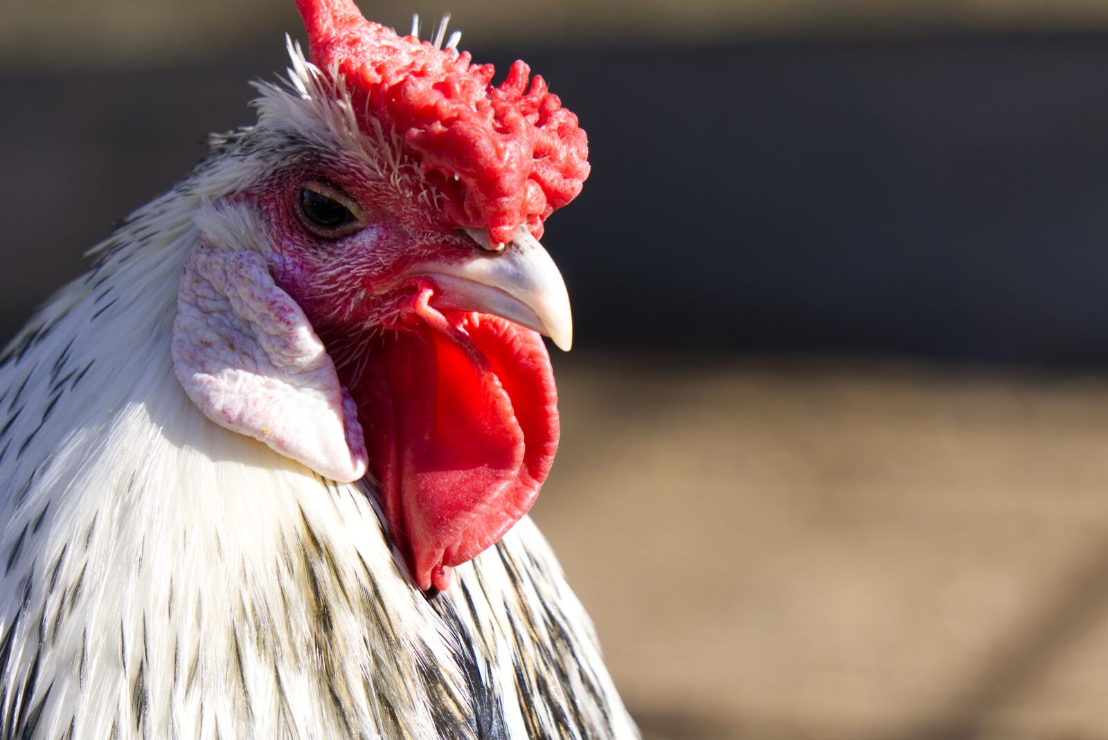 Sony a6000 sample photo. Chicken, chickens, comb photography
