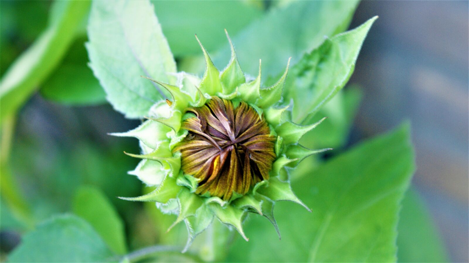 Sony Alpha DSLR-A350 sample photo. Button, red sunflower, garden photography