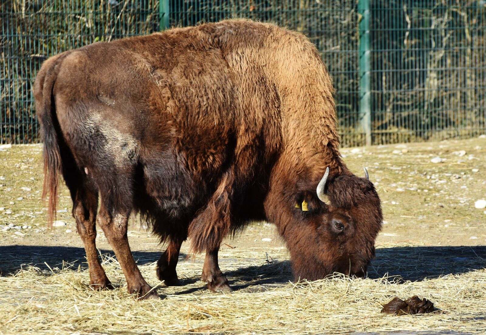 Nikon D7200 sample photo. Bison, bison head, bison photography