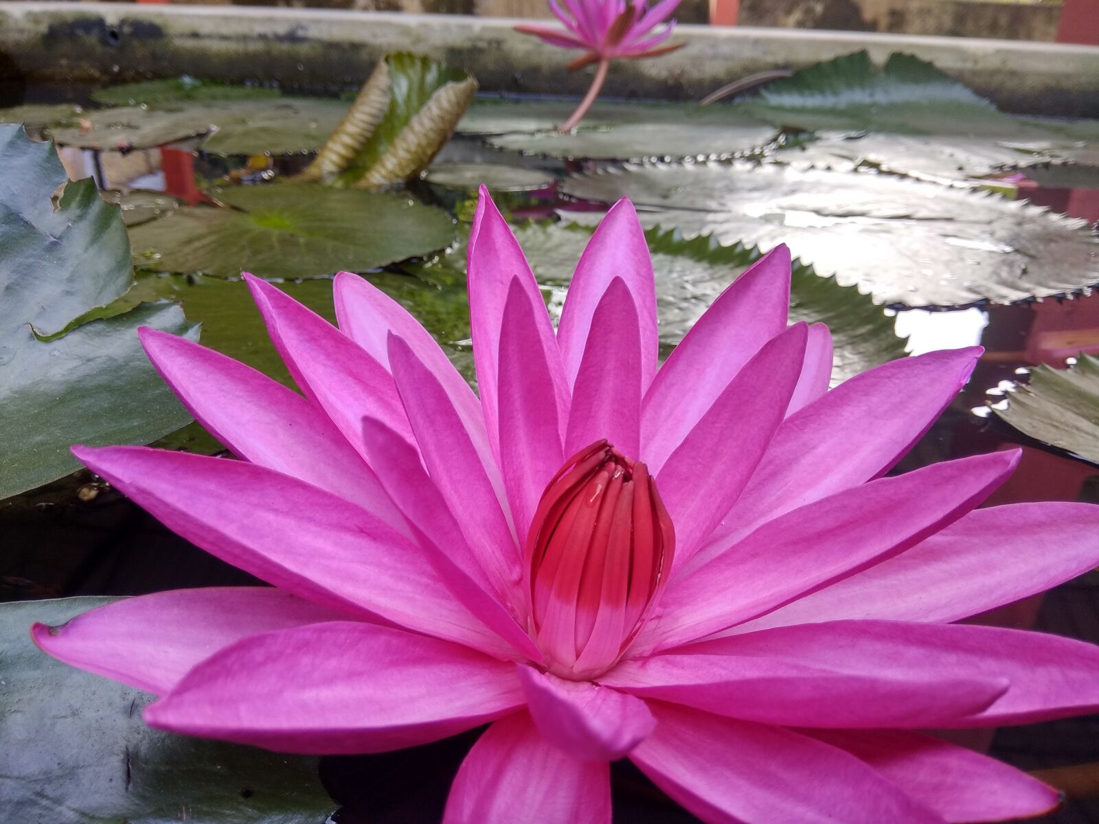 Xiaomi Redmi Note 4 sample photo. Flower, flora, pool photography