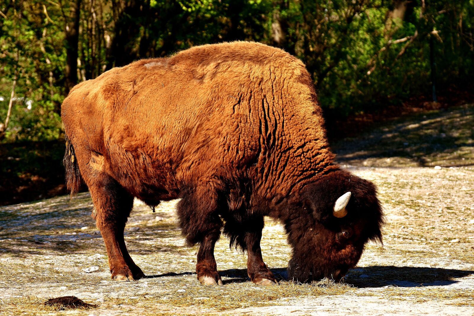 Nikon D7200 sample photo. Bison, wild animal, animal photography