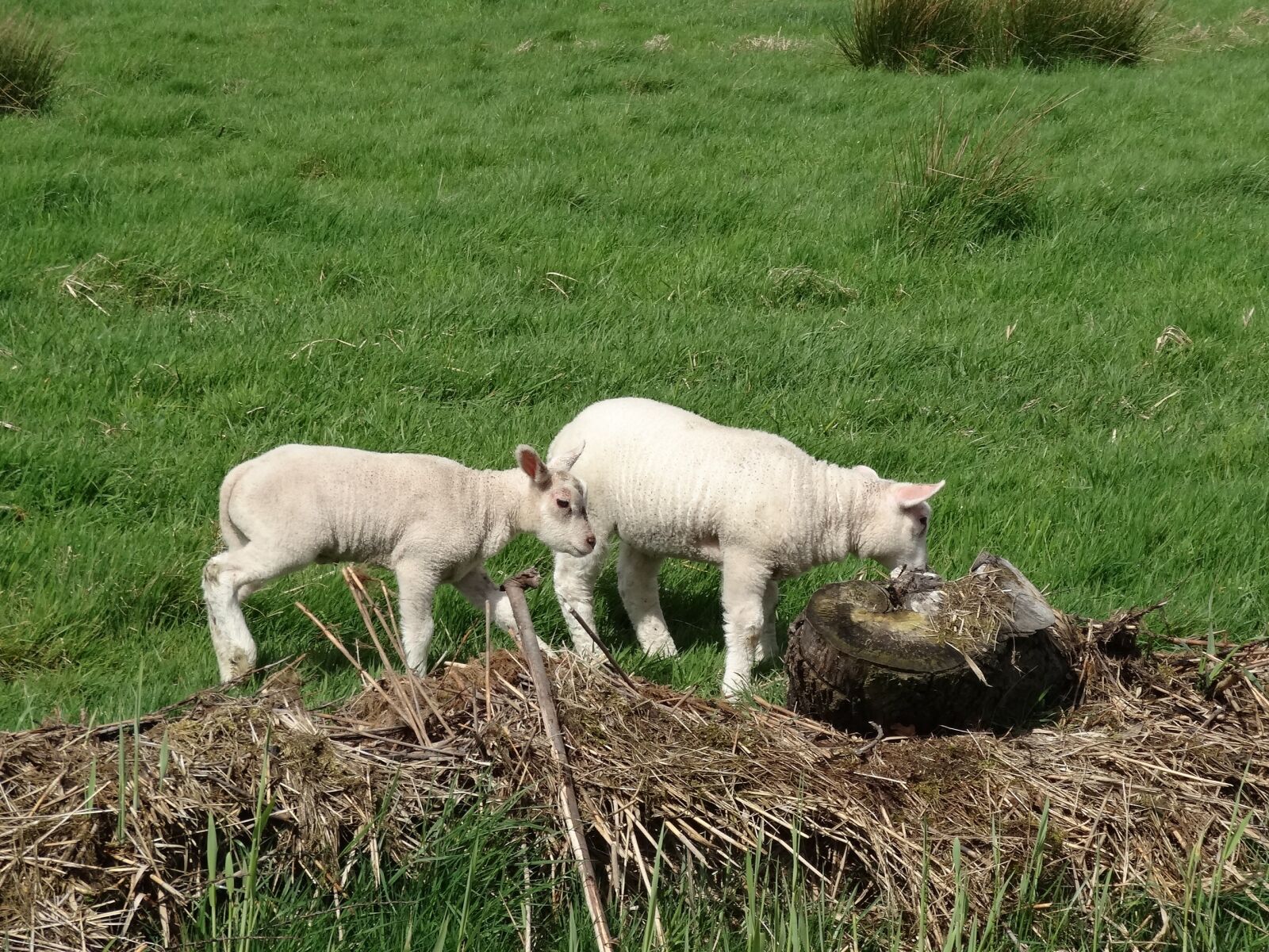 Sony Cyber-shot DSC-HX20V sample photo. Lamb, sheep, meadow photography