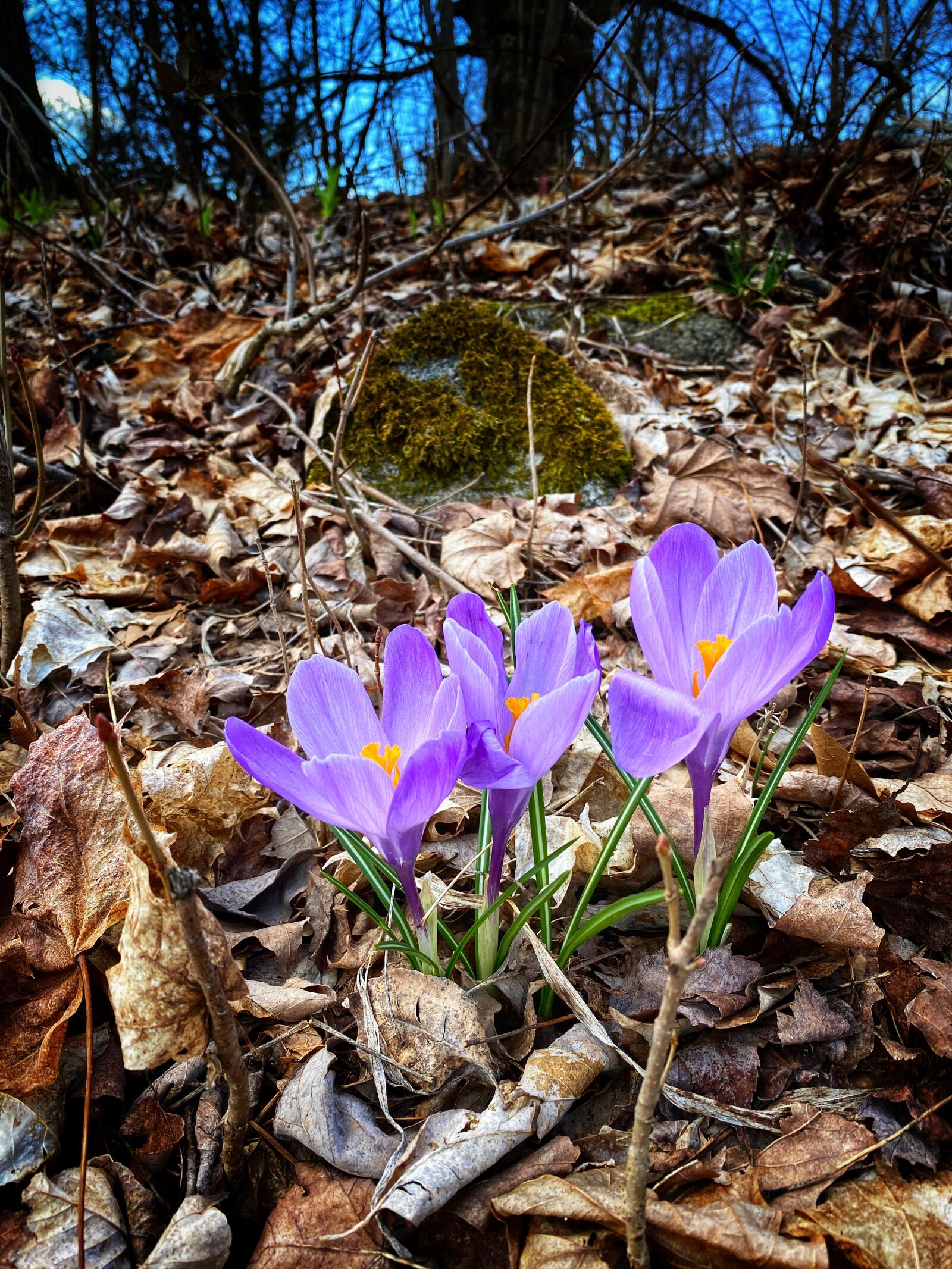 Apple iPhone 11 Pro sample photo. Flower, blossom, nature photography