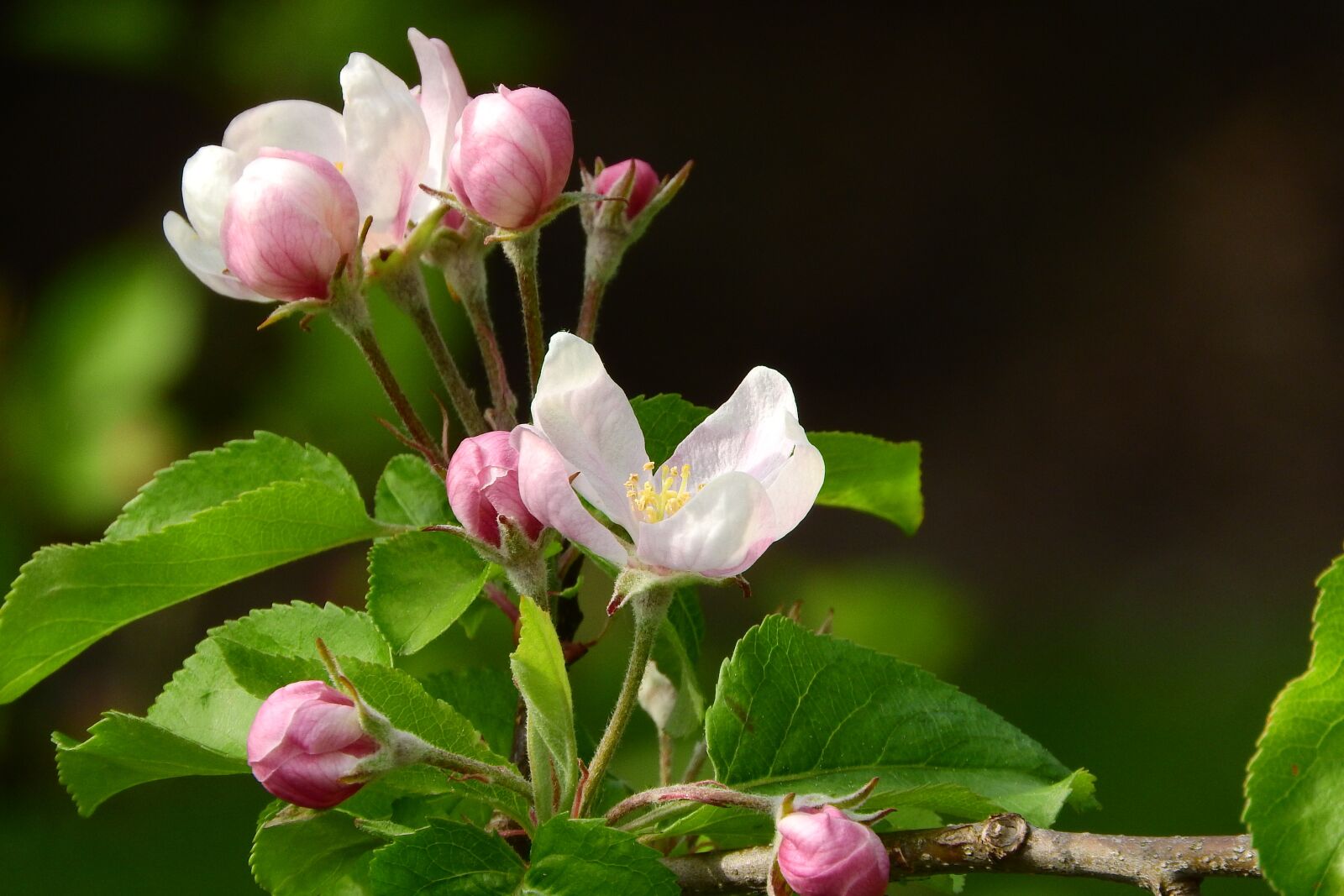 Nikon Coolpix P610 sample photo. Apple-blossom, a blossoming fruit photography