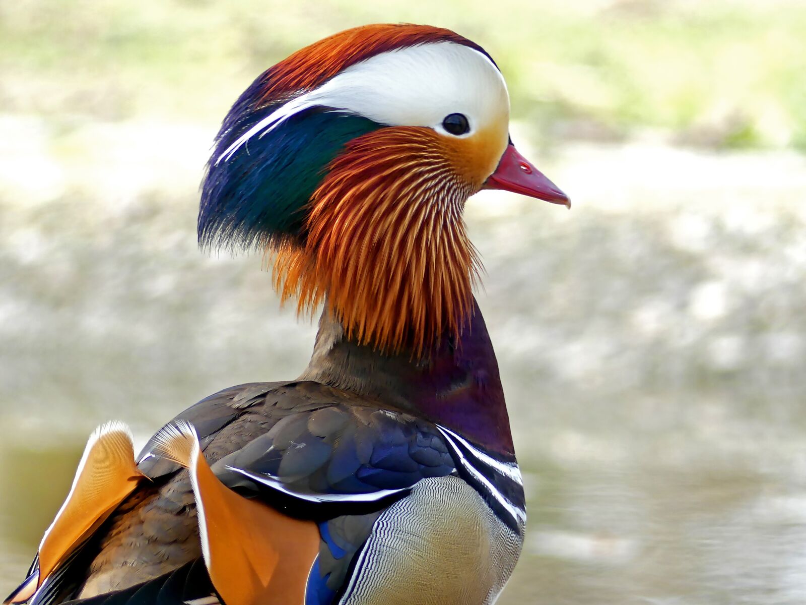 Panasonic Lumix DMC-FZ300 sample photo. Mandarin ducks, duck, water photography
