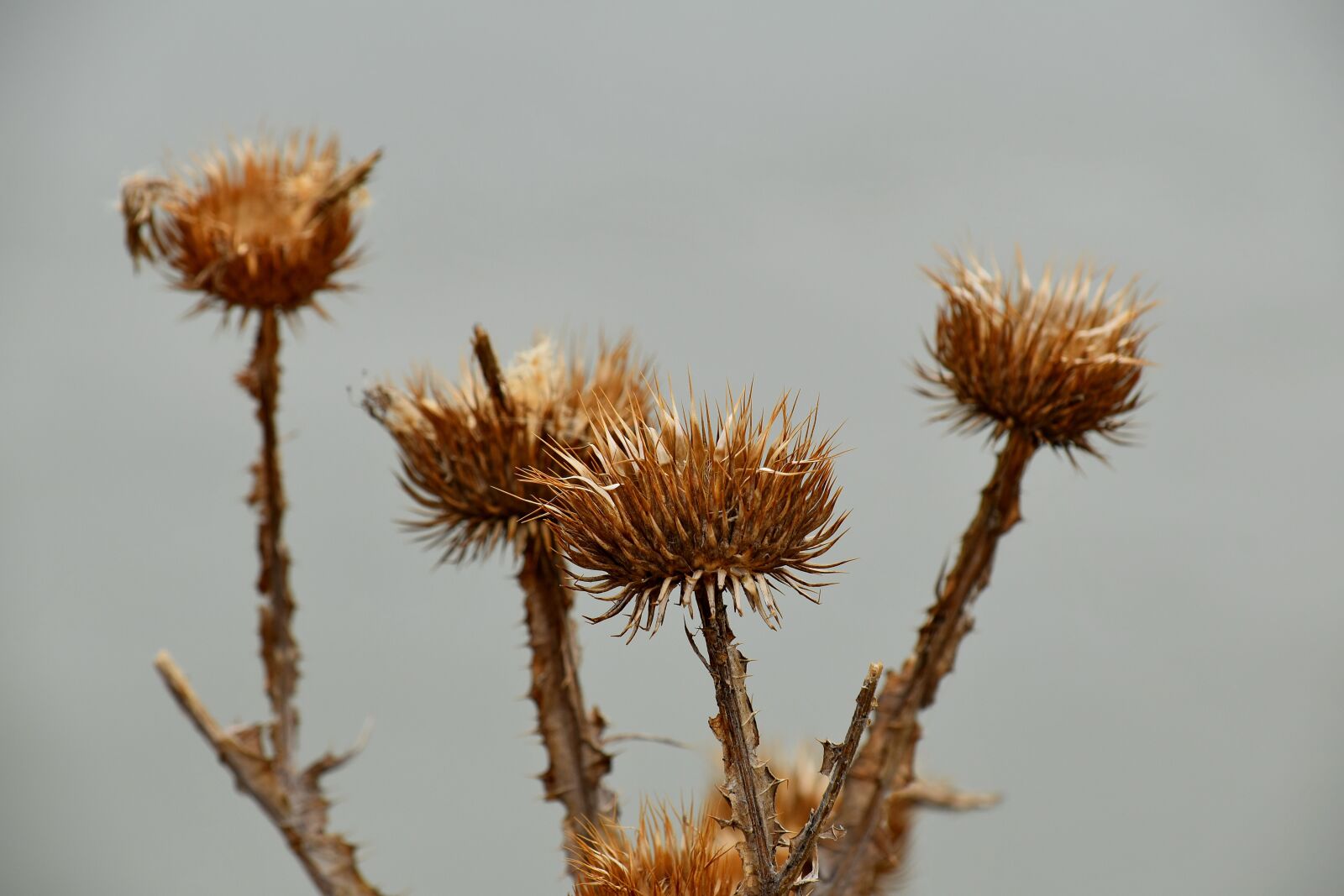 Nikon D5500 sample photo. Plant, herb, nature, sharp photography