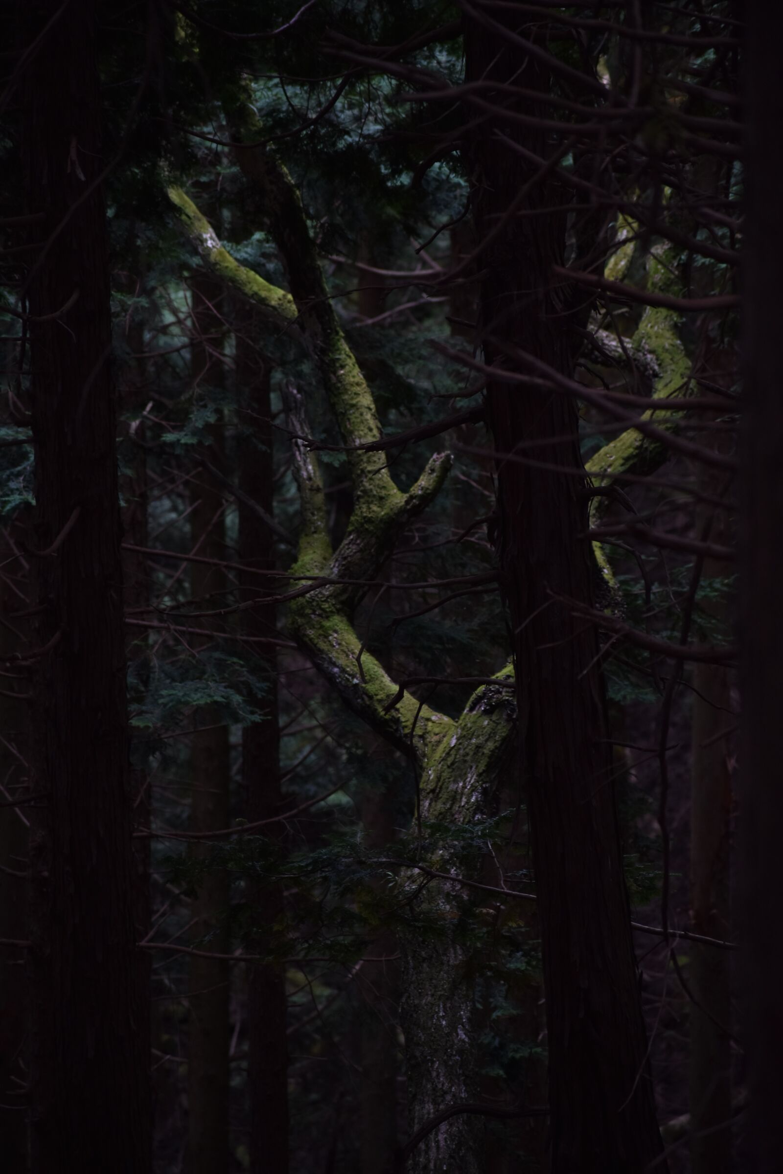 Nikon D3400 sample photo. Tree, woods, nature photography