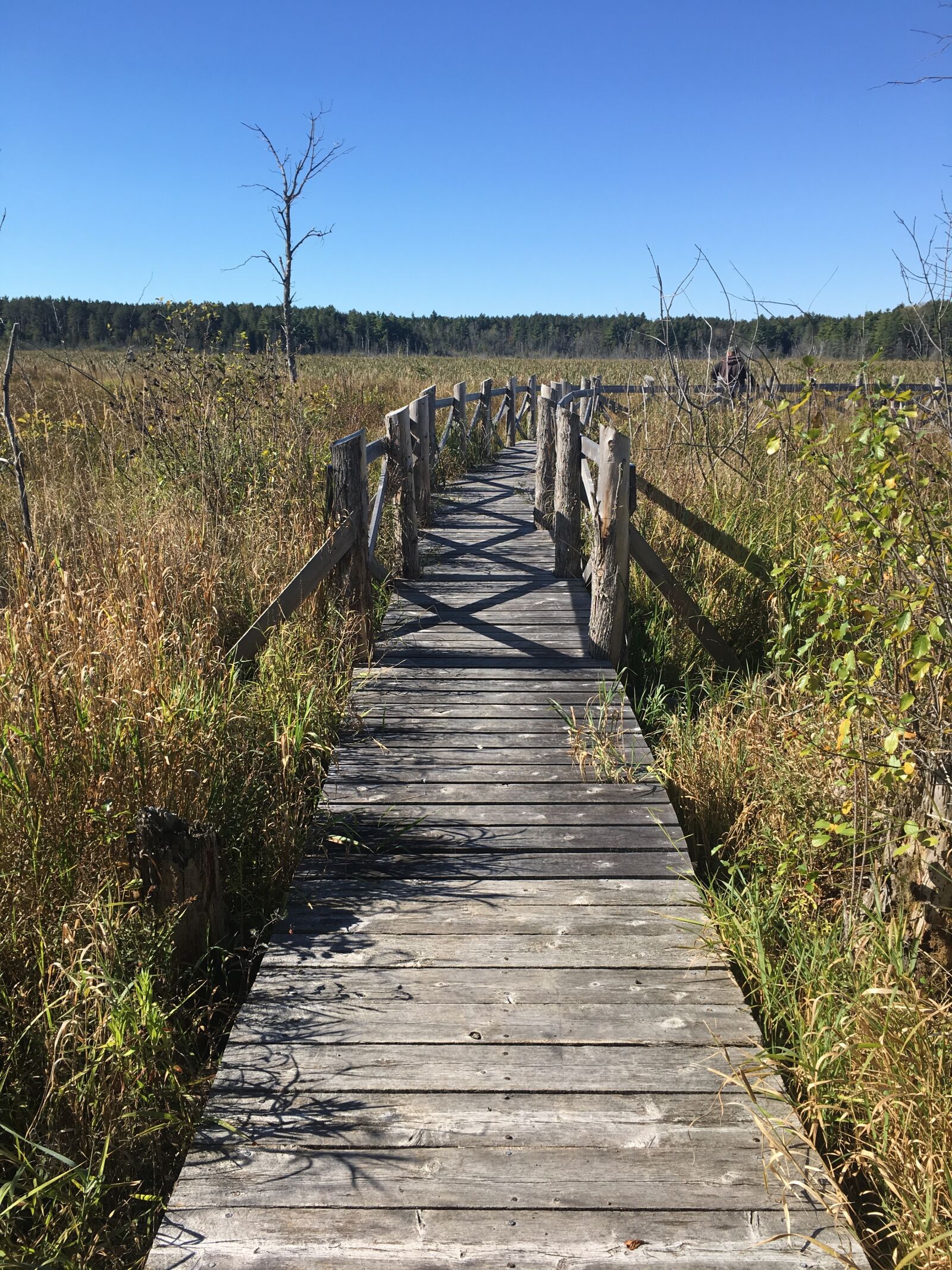 Apple iPhone 6s sample photo. Boardwalk, marsh, wetland photography