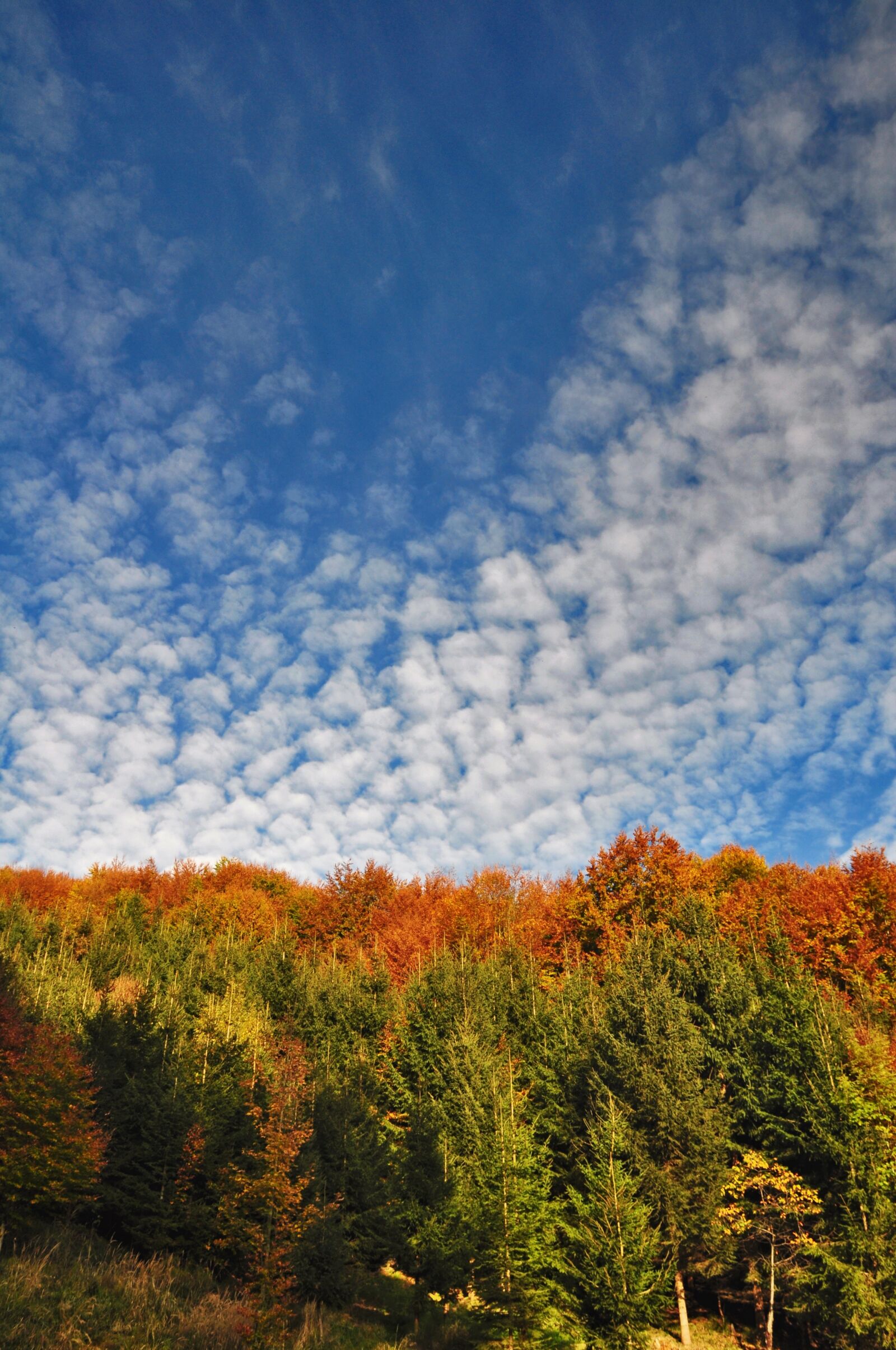 Nikon D90 sample photo. Autumn, autumn colours, golden photography