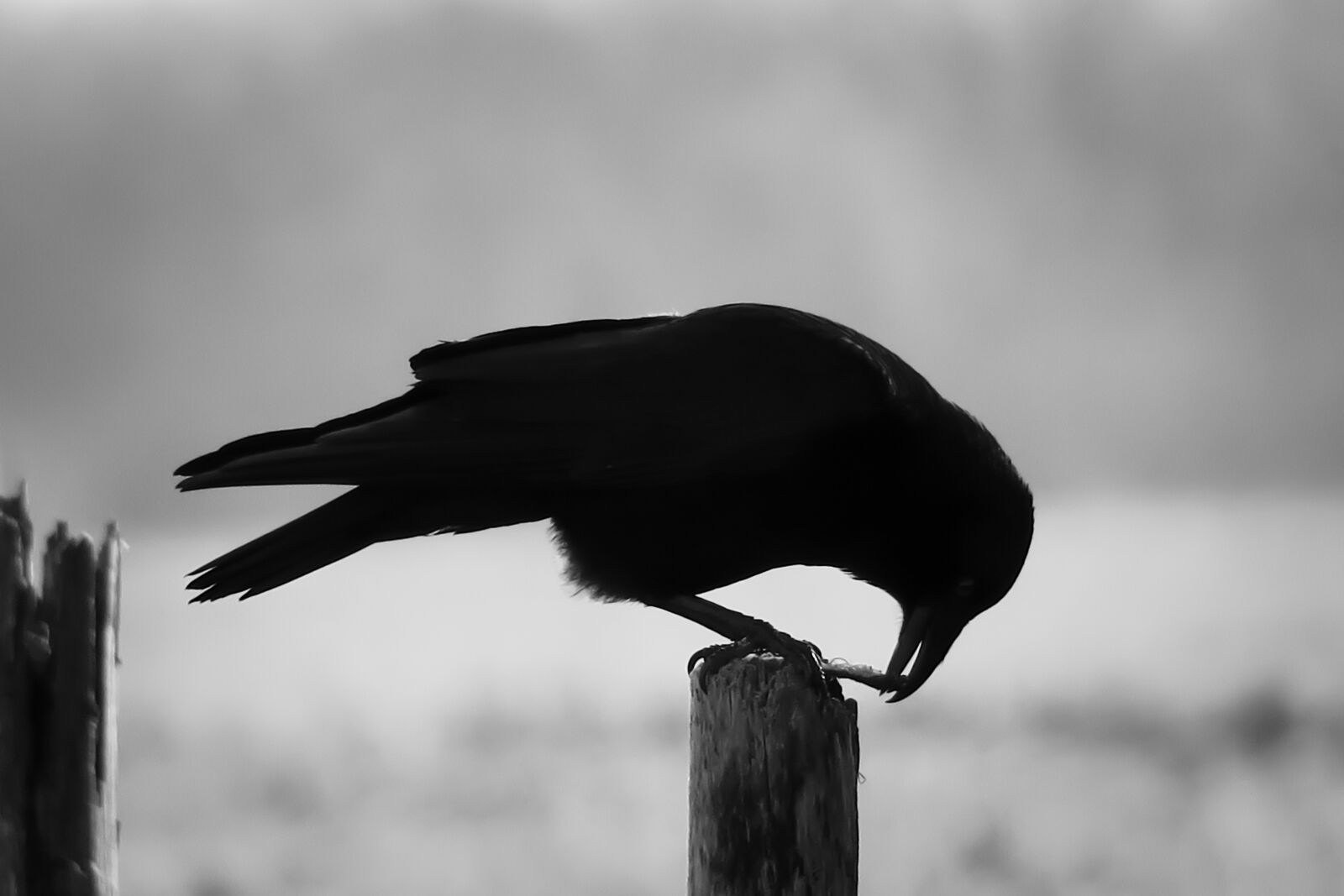 Canon PowerShot G3 X sample photo. Raven, eat, bill photography