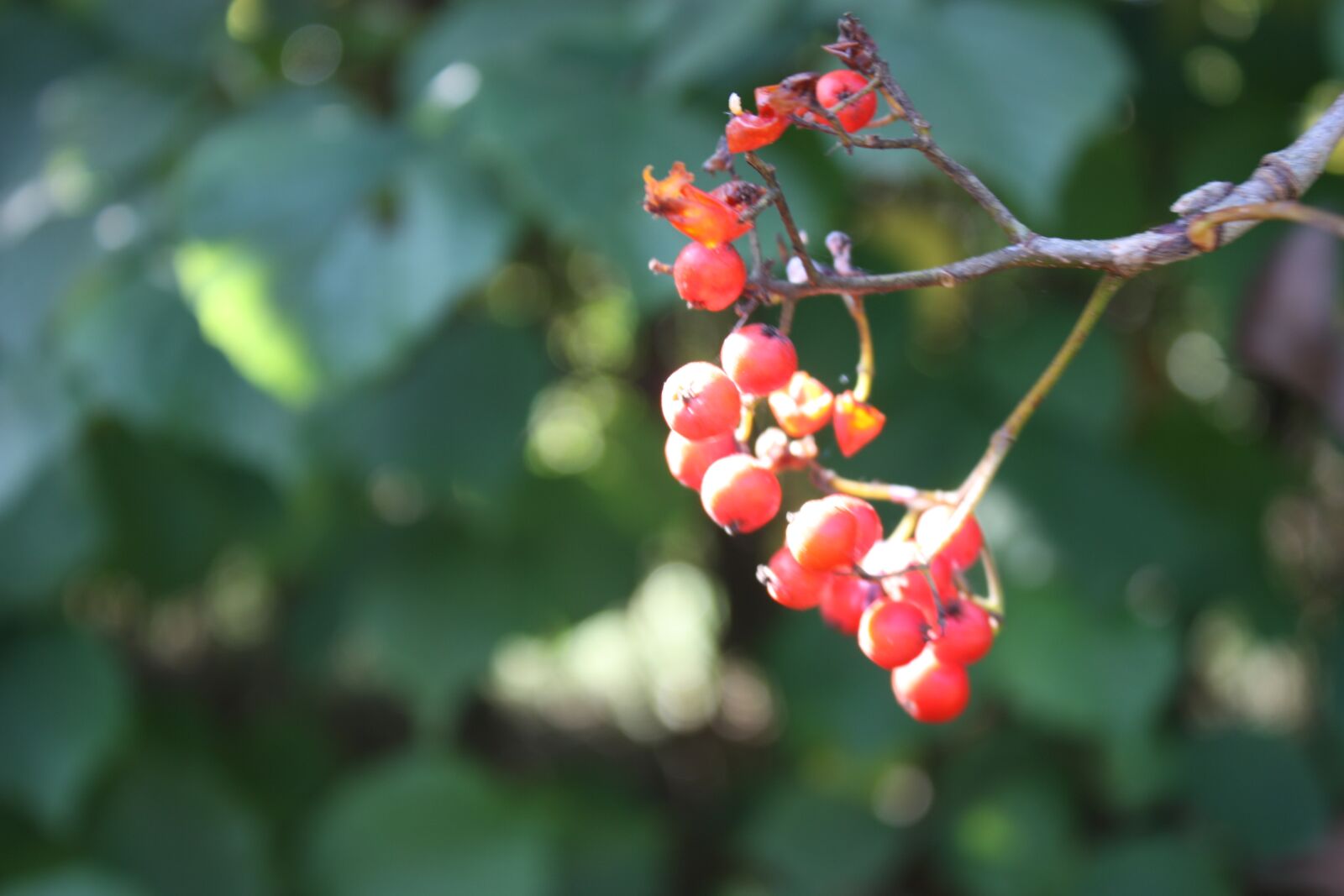 Canon EOS 450D (EOS Rebel XSi / EOS Kiss X2) sample photo. Berry, hawthorn, red photography