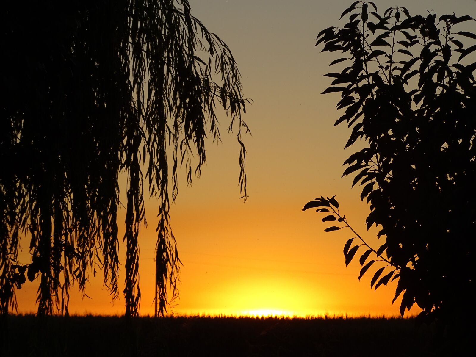 Sony Cyber-shot DSC-HX400V sample photo. Nature, sunset, trees photography