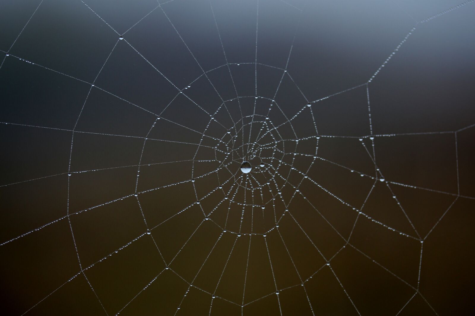 Canon EF-S 60mm F2.8 Macro USM sample photo. Spider web, wet, hooked photography