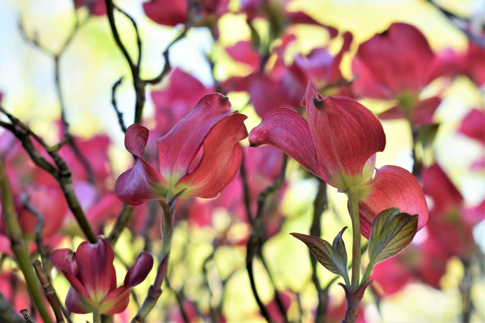 Nikon D5500 sample photo. Dogwood, bush, tree photography