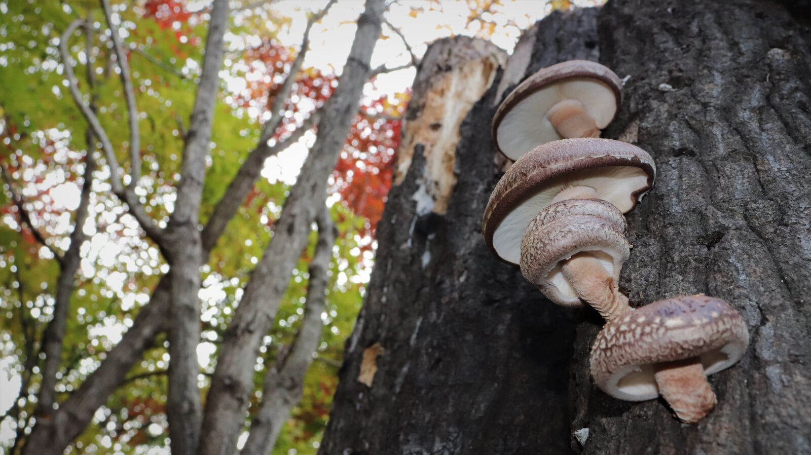 Canon EOS 800D (EOS Rebel T7i / EOS Kiss X9i) sample photo. Mushroom, forest, nature photography