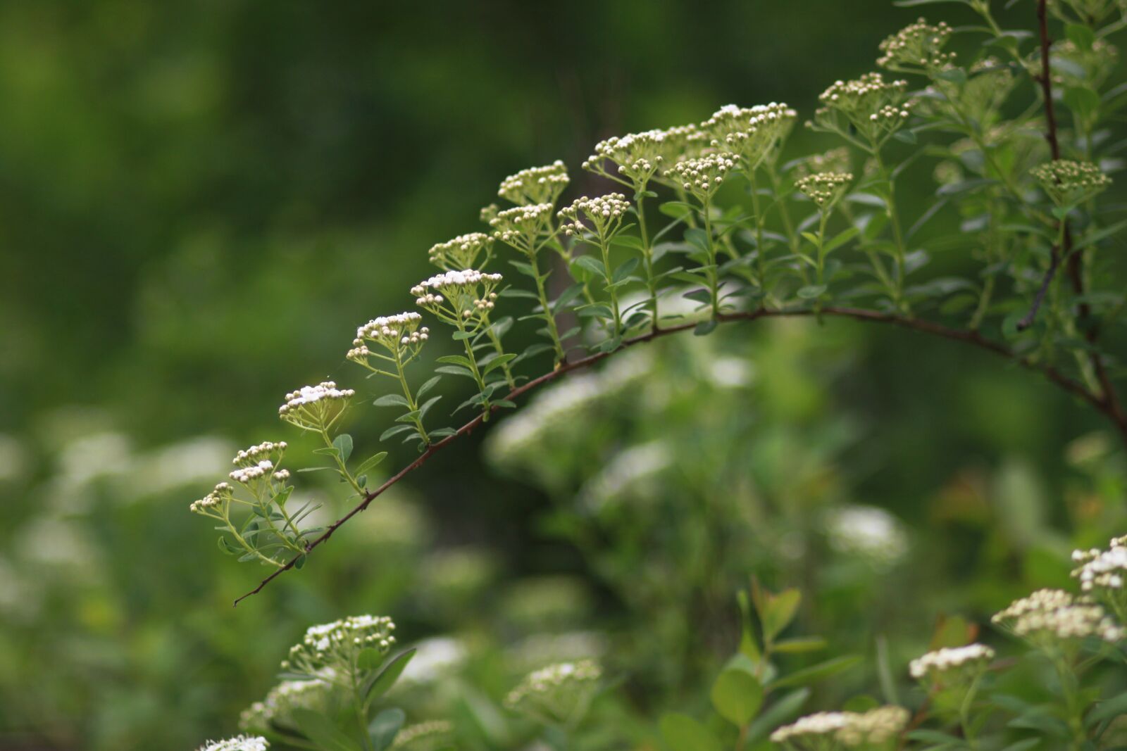Canon EOS 500D (EOS Rebel T1i / EOS Kiss X3) sample photo. Flowers, nature, plants photography