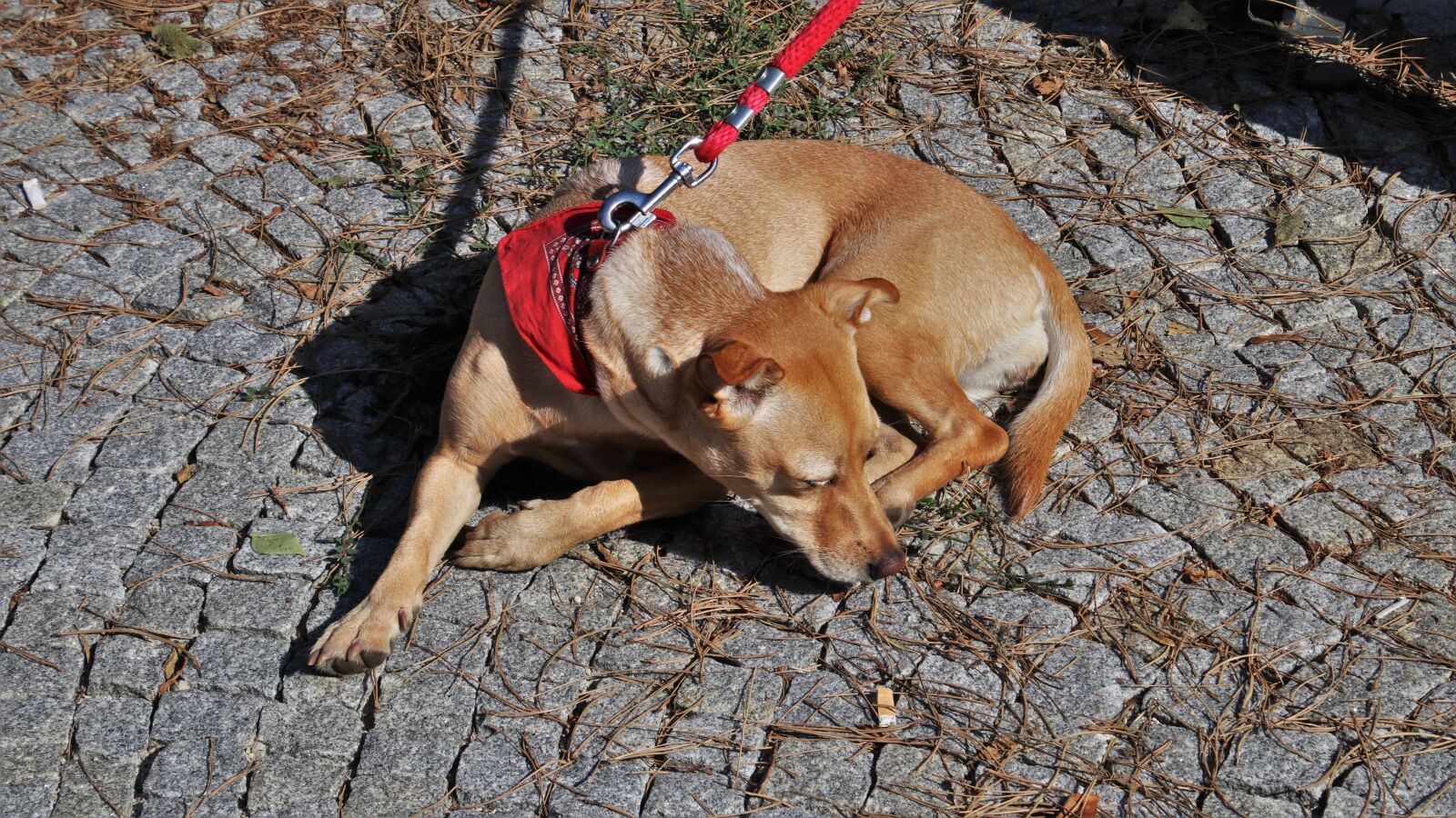Canon EOS 80D sample photo. Dog, and the tramp photography