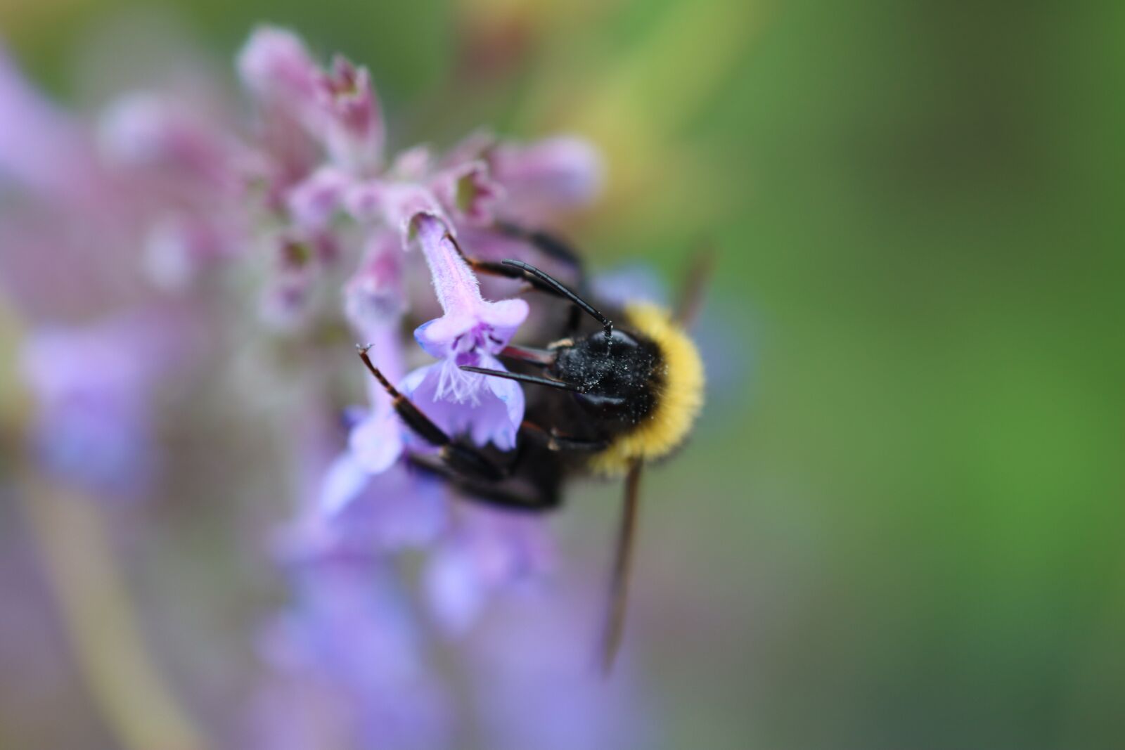 Canon EOS 90D sample photo. Hummel, flower, blossom photography