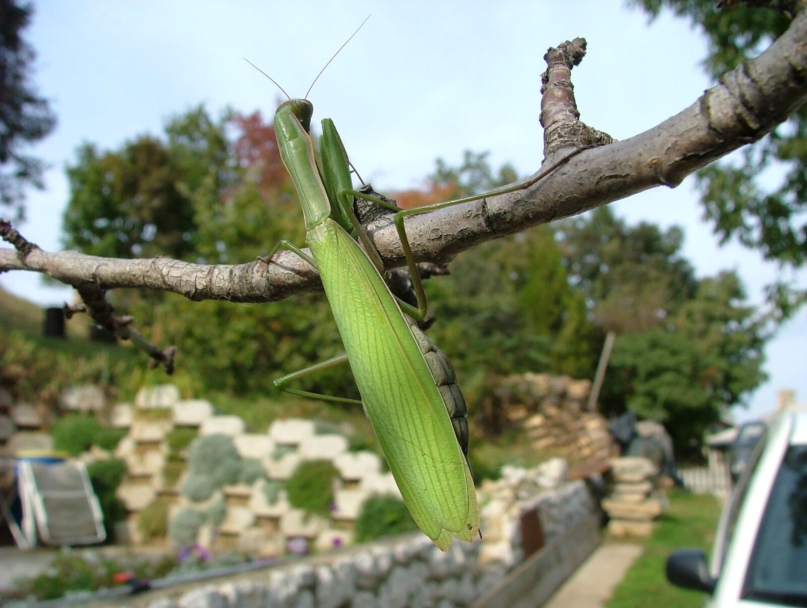 Fujifilm FinePix S5000 sample photo. Praying mantis, beetle, mantis photography