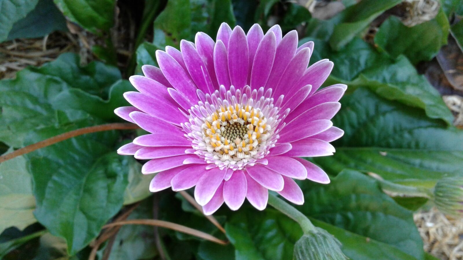Samsung Galaxy J2 sample photo. Plant, flower, nature photography