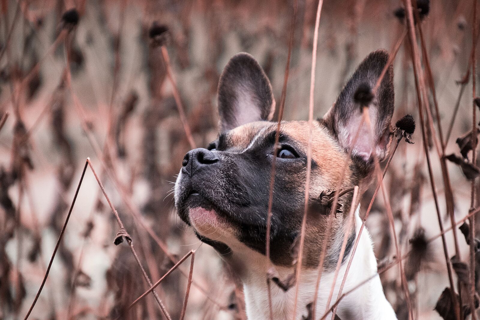 Nikon D3300 sample photo. Dog, animal, hybrid photography